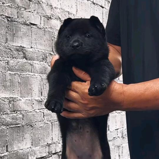 山东五黑犬繁殖基地。可以自提