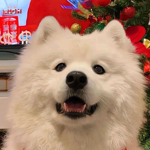狗火来了