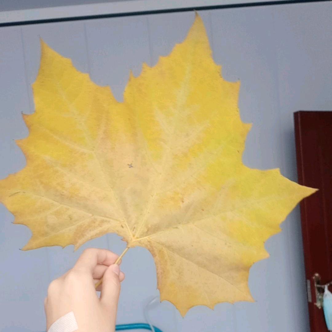 一叶秋