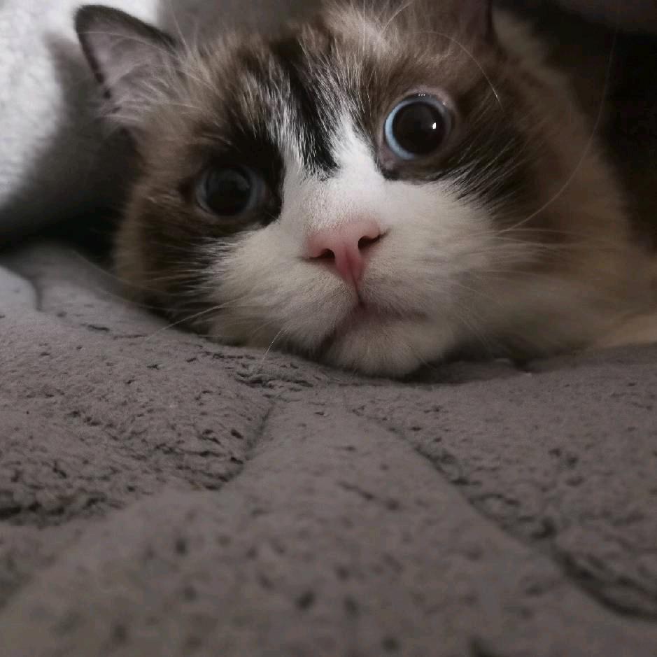 金天娱