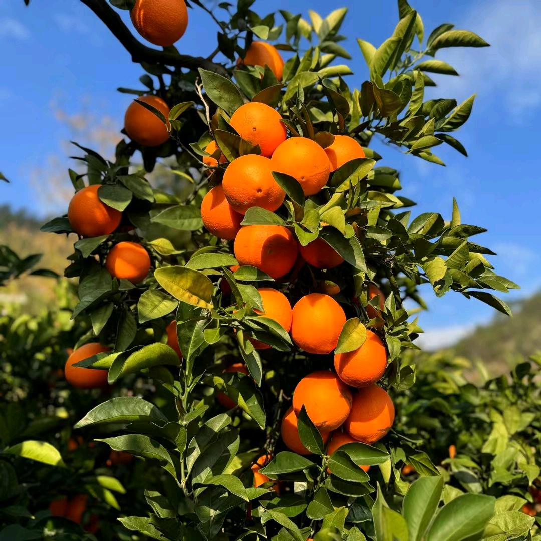 赣南脐橙澄飞果业