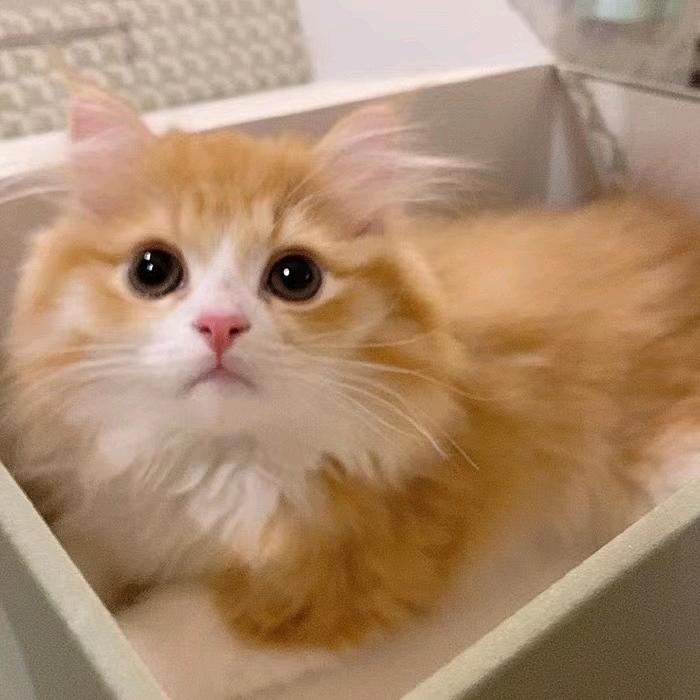 宠味喜宠味喜宠物用品专卖店