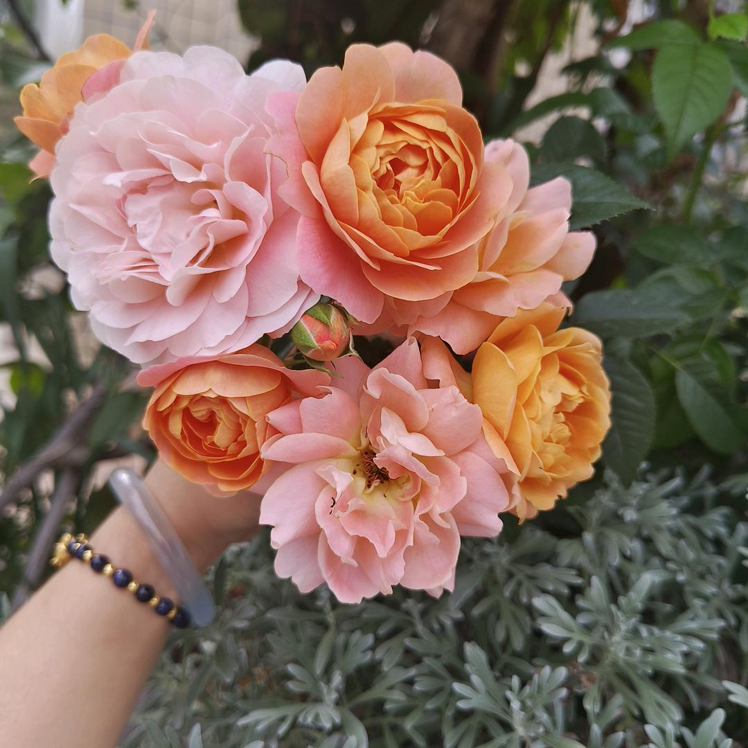 ᭄信命ঞৣঁ不认命᭄