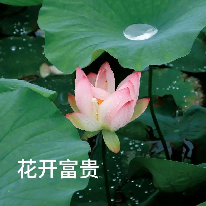 吧唧一口鱼儿