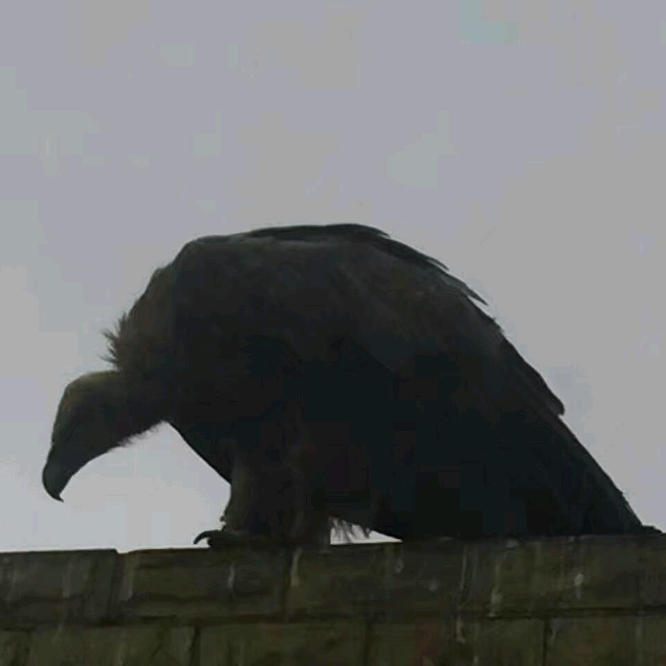 左肩