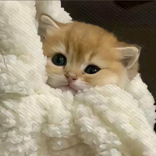 可爱小猫爱你哟！🐱