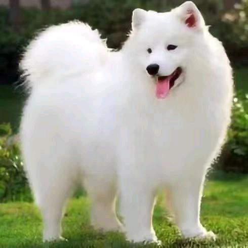 辉煌名犬