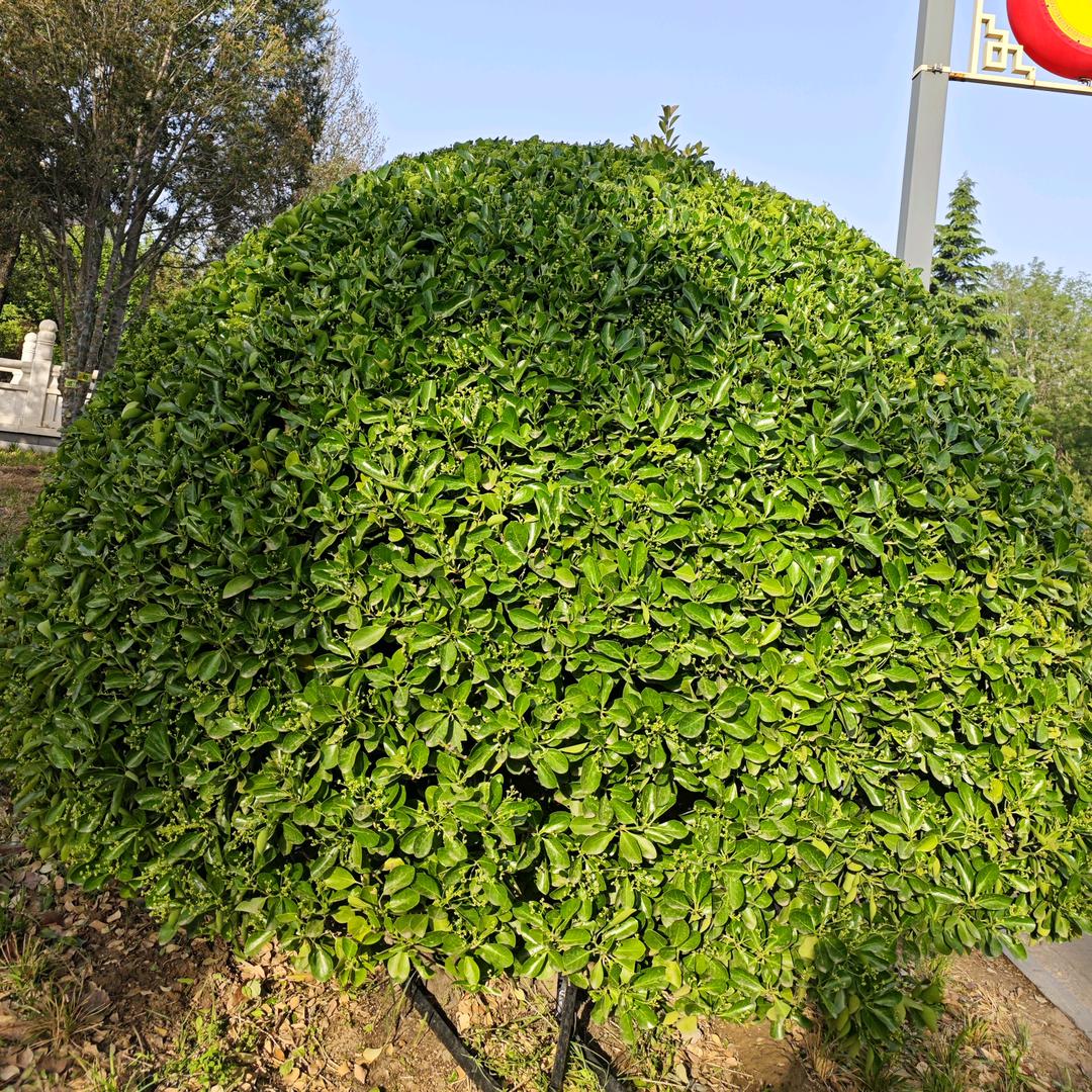 红苹果