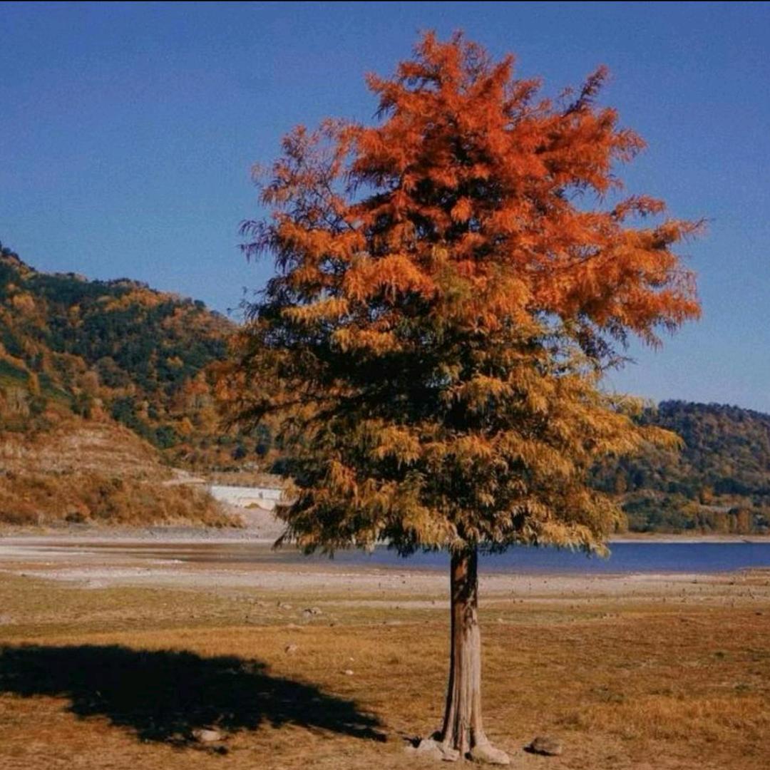 🇨🇳🔔农村户口👿🌈