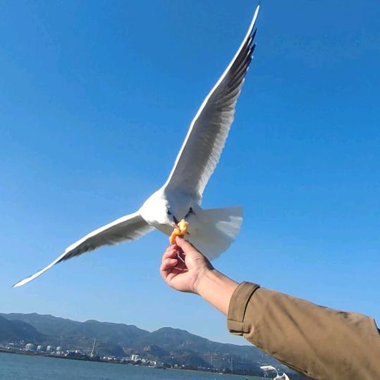开开心心