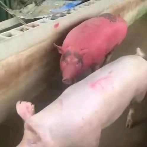 猪猪🐷菜菜（csol)