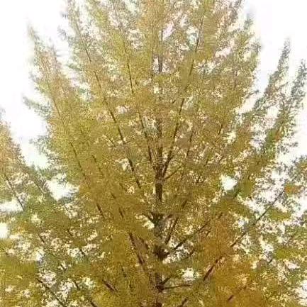 沂蒙银杏（徐）