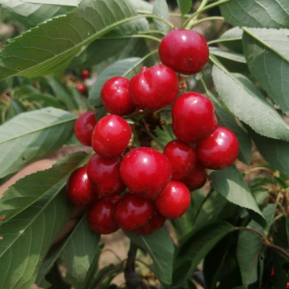 聚信家庭农场樱桃采摘园