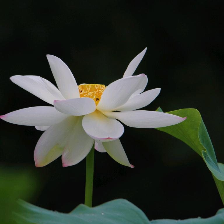 退休老头爱旅游