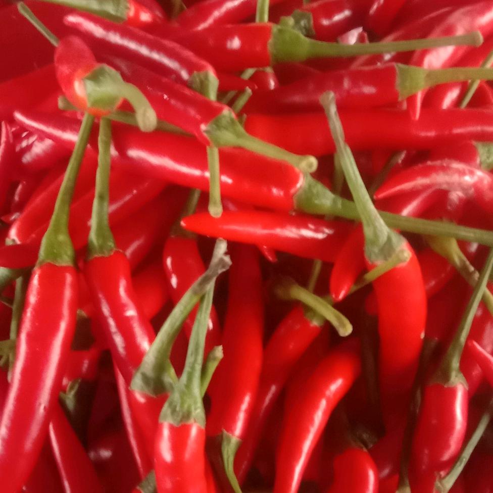 菜香万家(军天下)