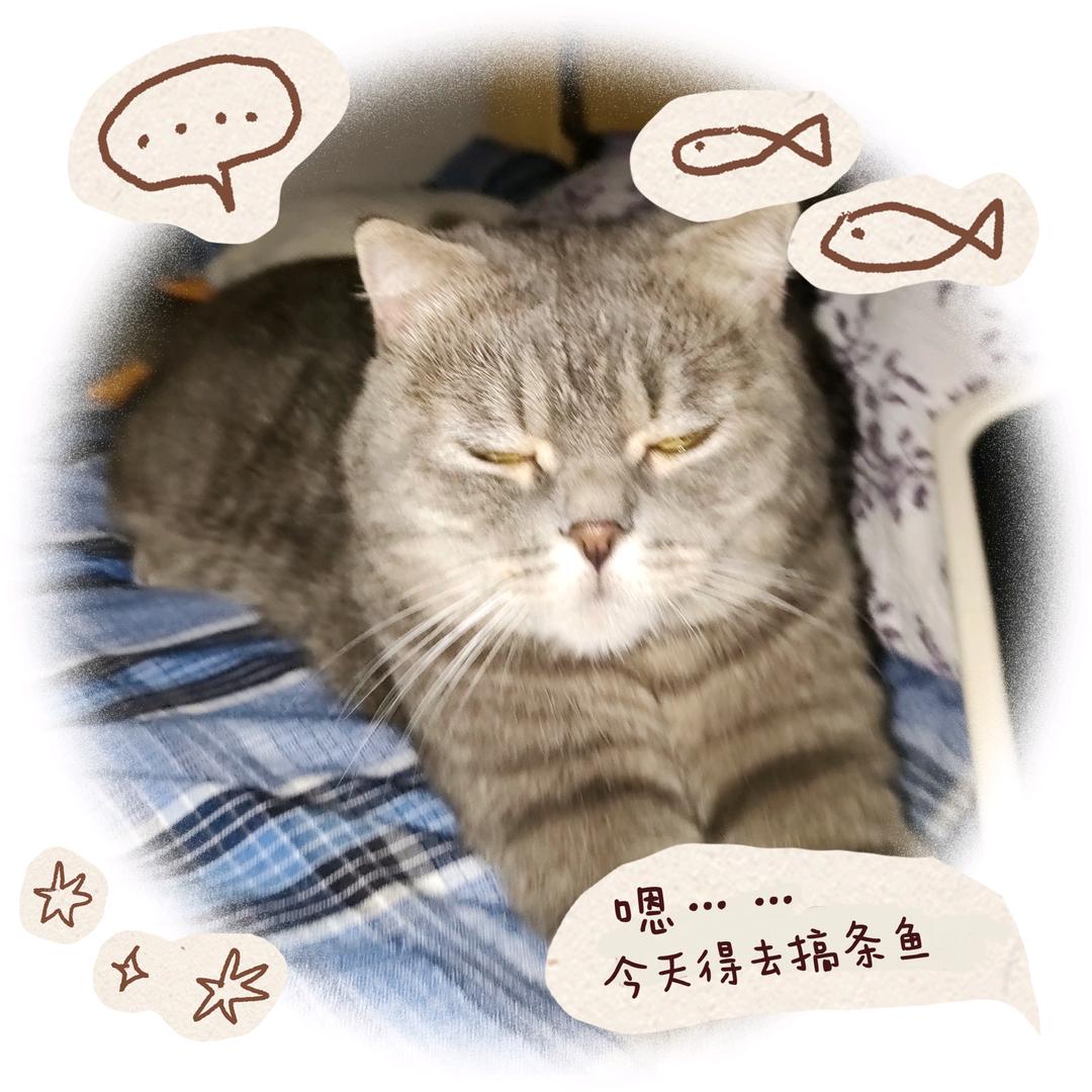 ✨咪咪是只🐱💫