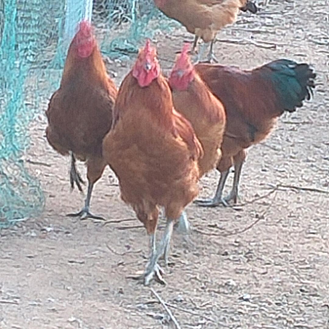 凤鸣富贵☞纯放养大骨鸡☜