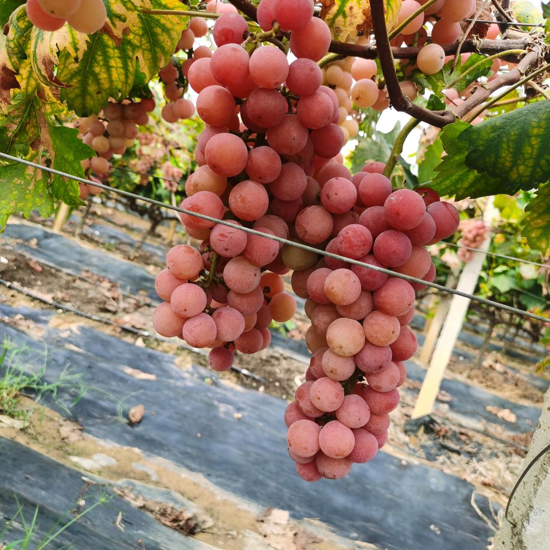 唐家万紫葡萄园