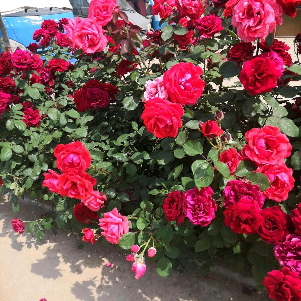 花开富贵.