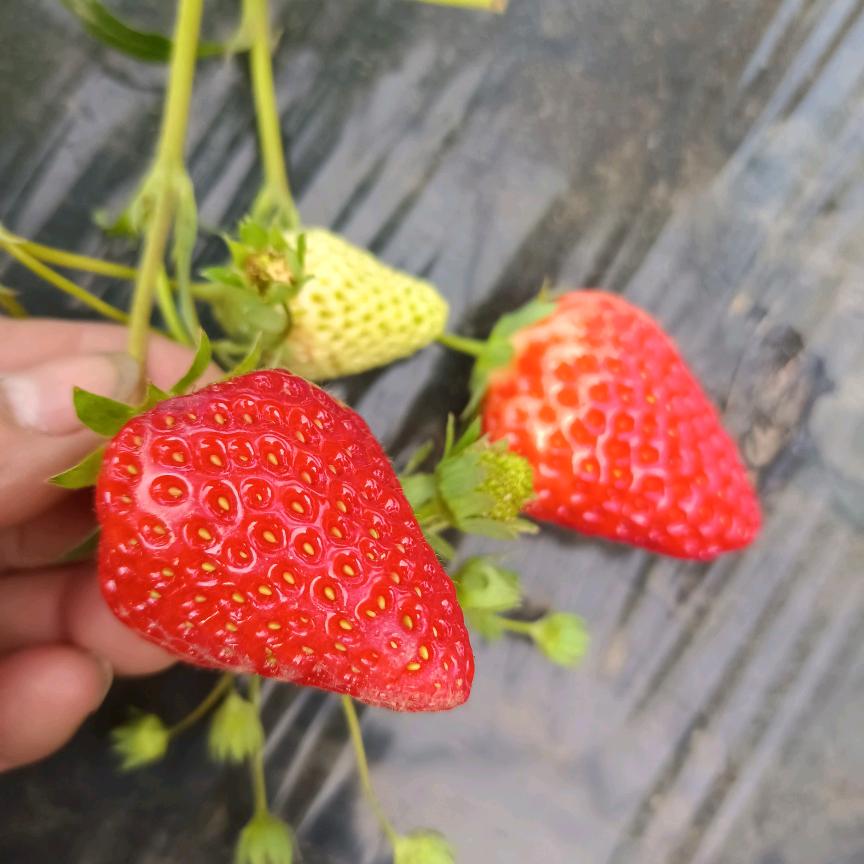 正在连接中…………