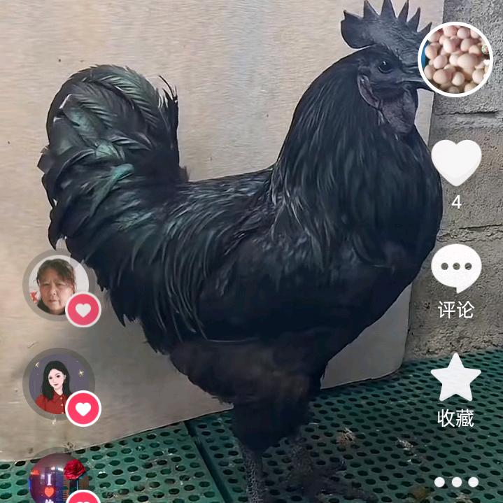 虫养散养草鸡达人（上海）