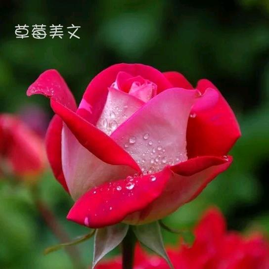 ✨💕ꦿ᭄平安喜✨乐༉ᩚ᭄