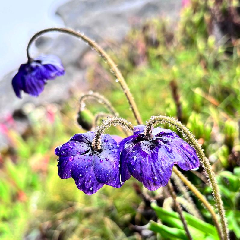 ღᩚ᭄ 💘幸运ৡᩚ࿐