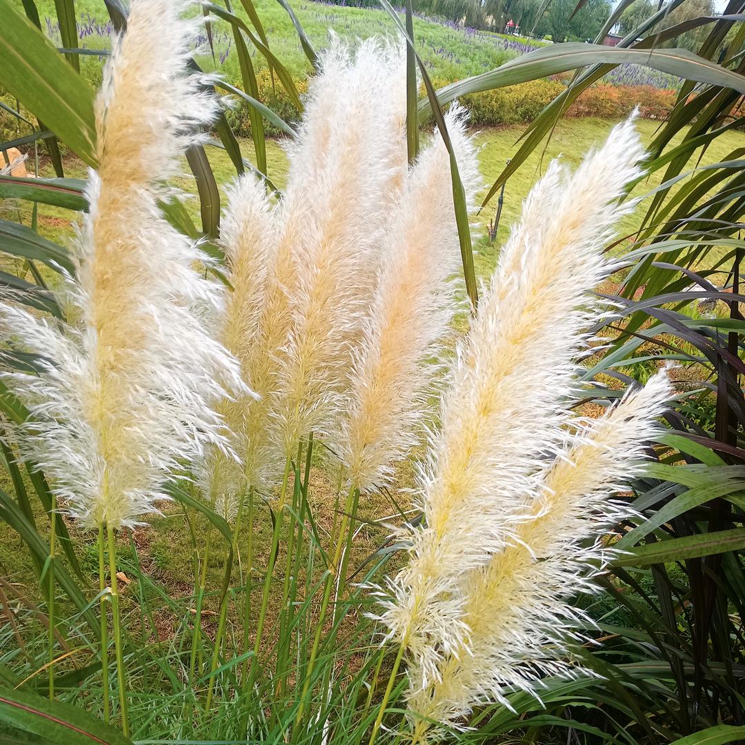 ﹌〆尐⃨情ᮩ绪ꦿ゛