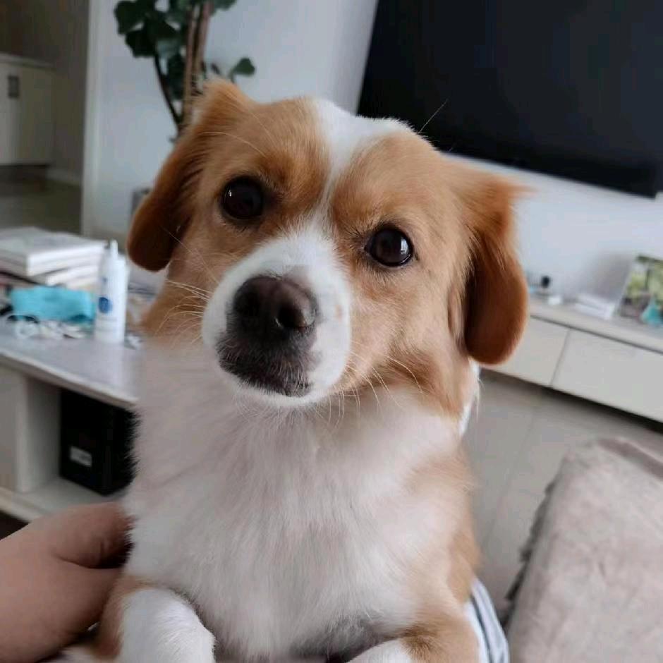 笨笨怪（java教学）