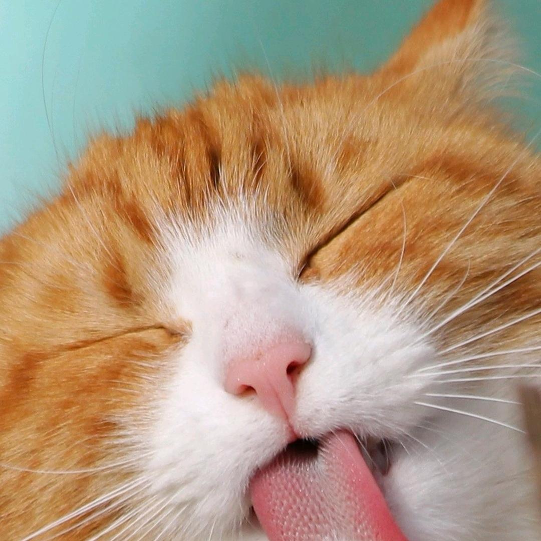 羊羊乐（走了，还会回来的）