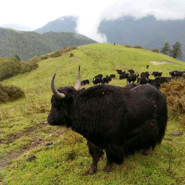 小娟牛副