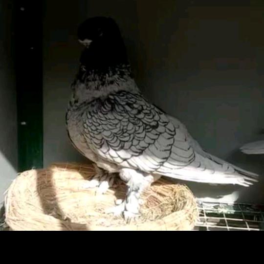 霸州观赏鸽