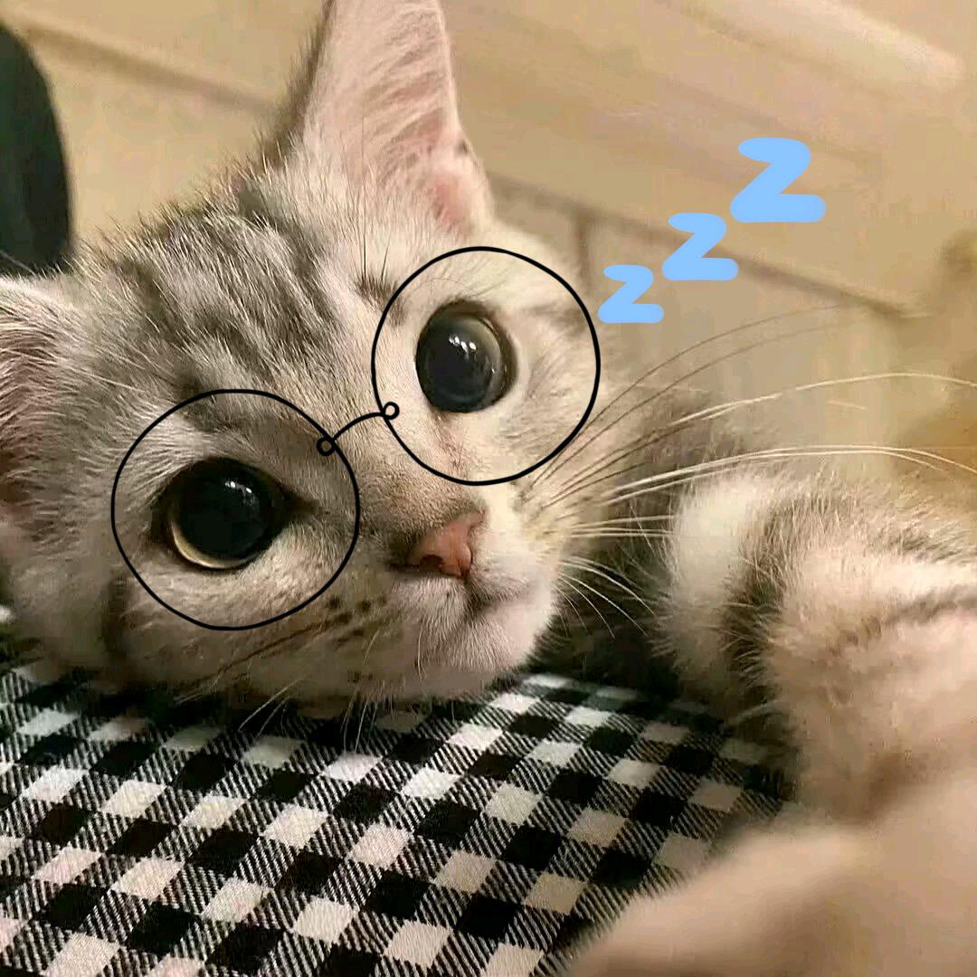 独宠译只猫.