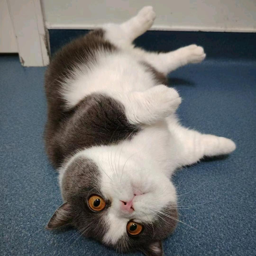 三只摸凹的搞怪日常