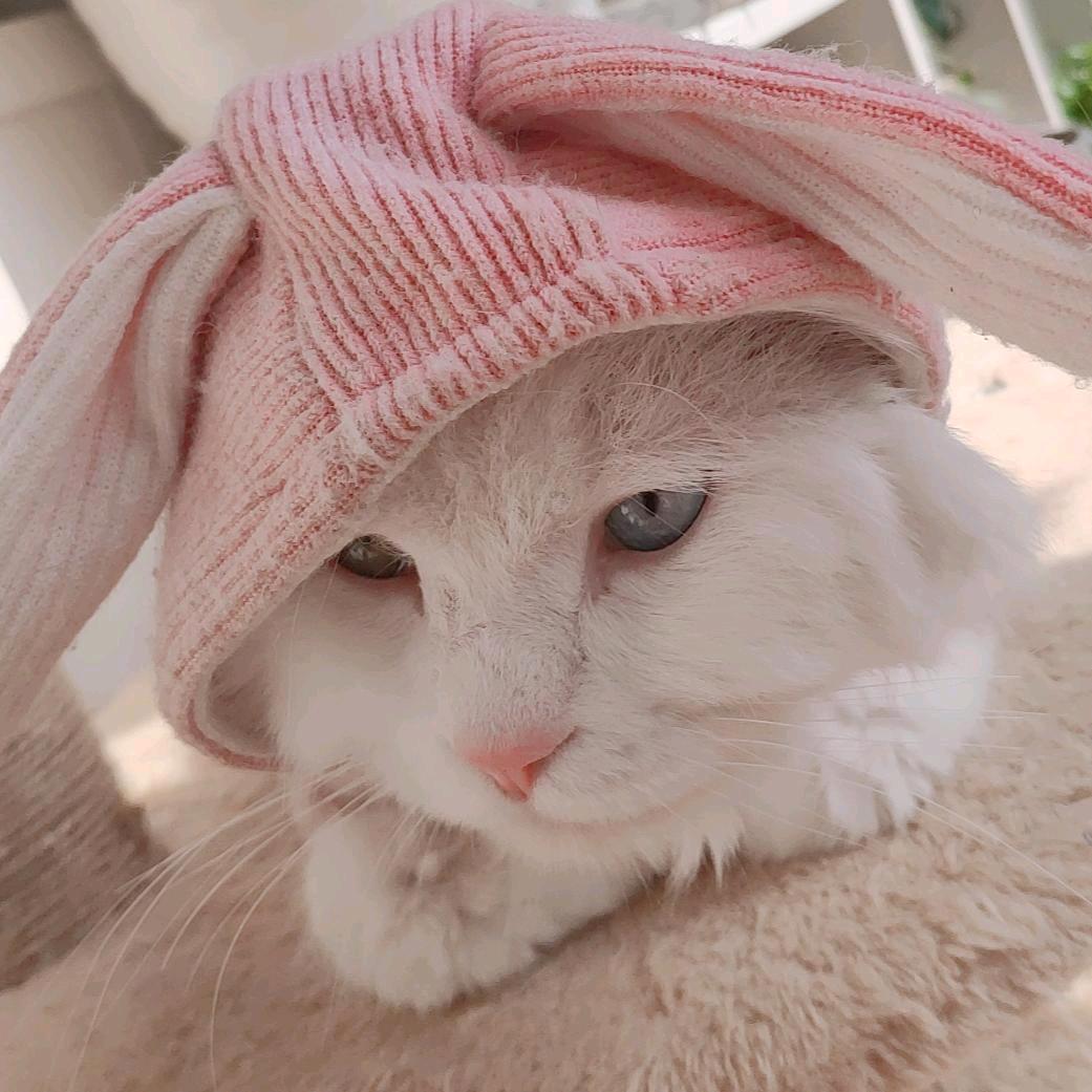 ✨.€🐇$古筱月＄🐇€✨.