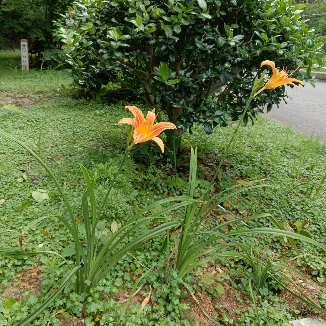 鸿泰