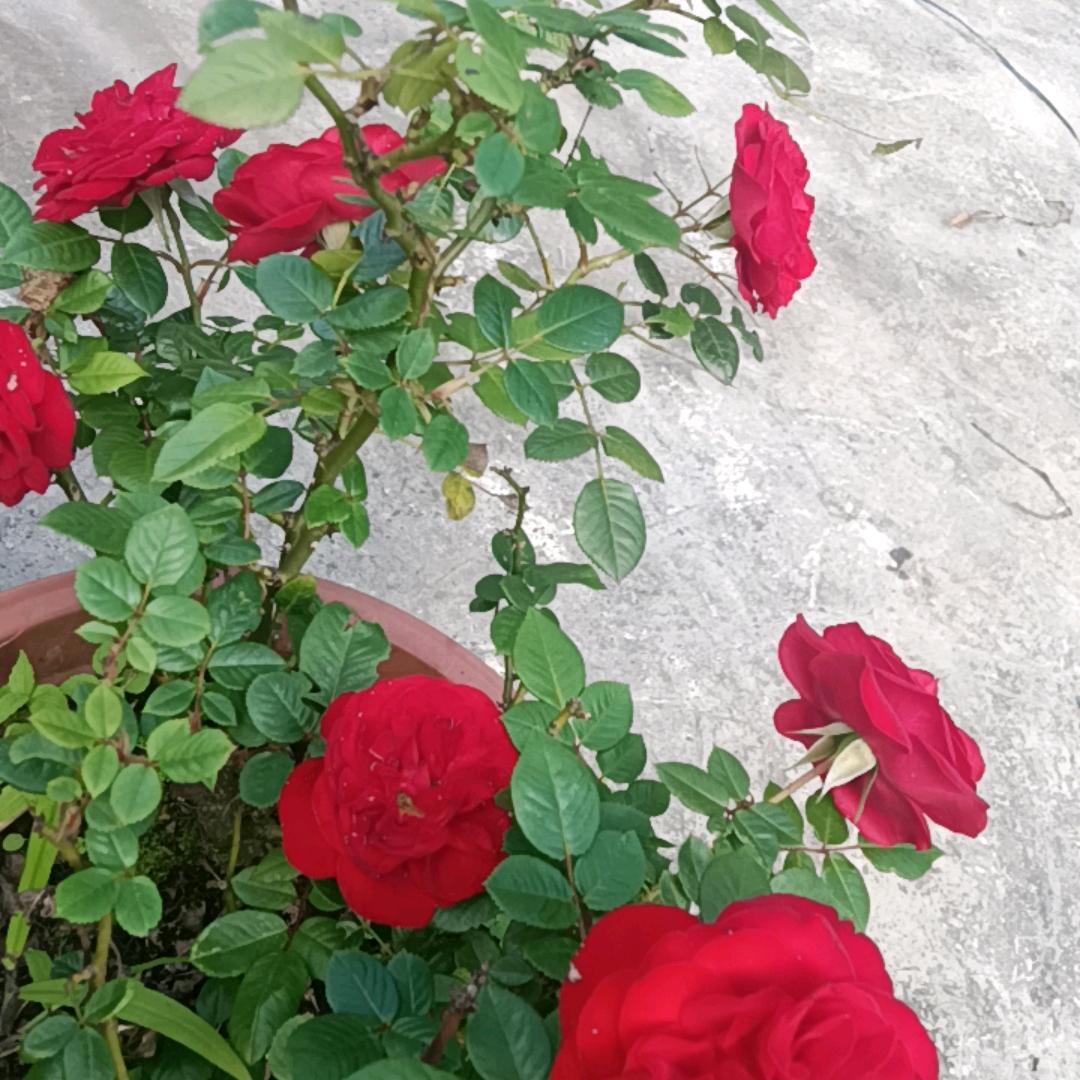 单身，花落谁家