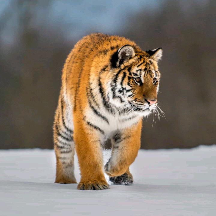 猎鹰