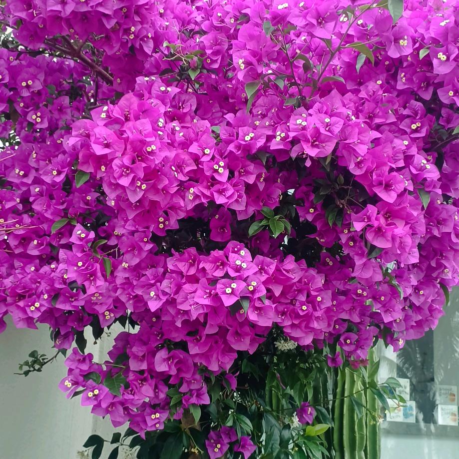 阳光🌹🌹