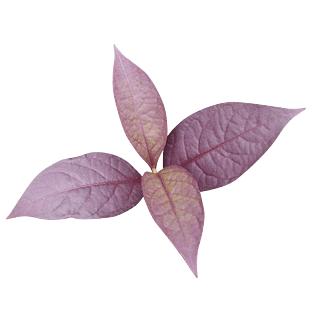 小葫芦