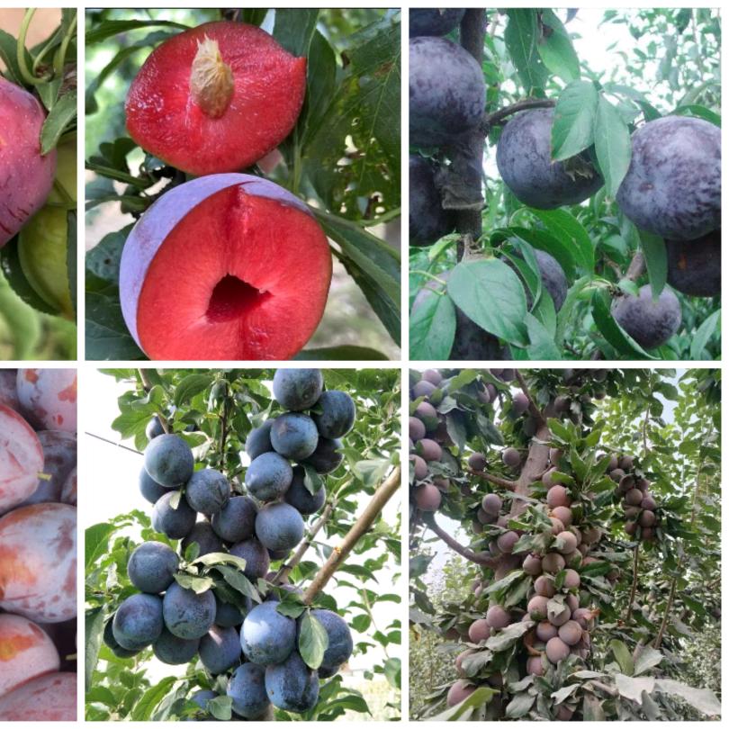 凌稷一号李子、特早一号西梅、蜥蜴蛋李子