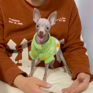 小亮家鹿犬繁育基地【大号】