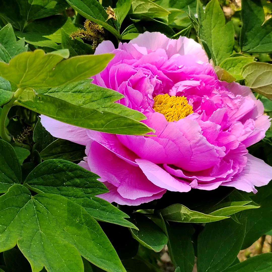 知足常乐@笑口常开