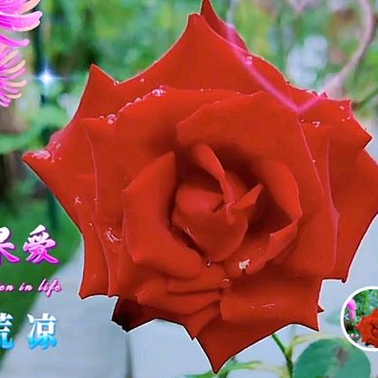 我想回家乡🌴💐💐🎋🎋