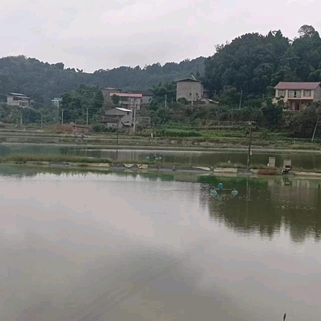 鲁班东哥钓场