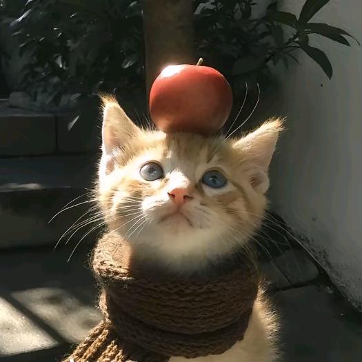 半眠