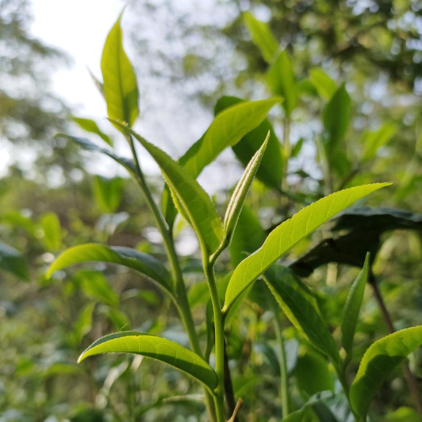 山茗居