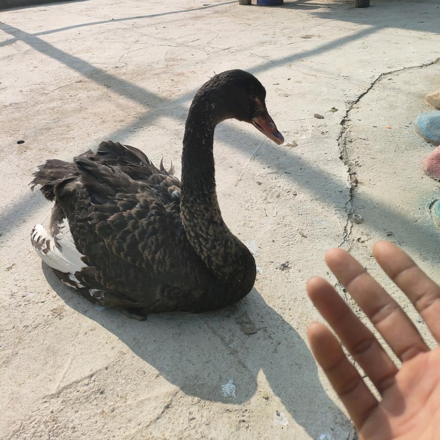 阜南专业贴砖小苗