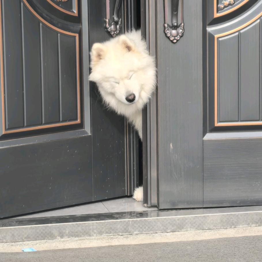 皮卡丘