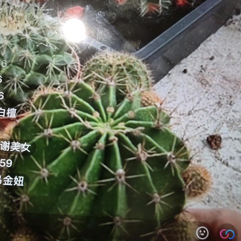 青辰的雨